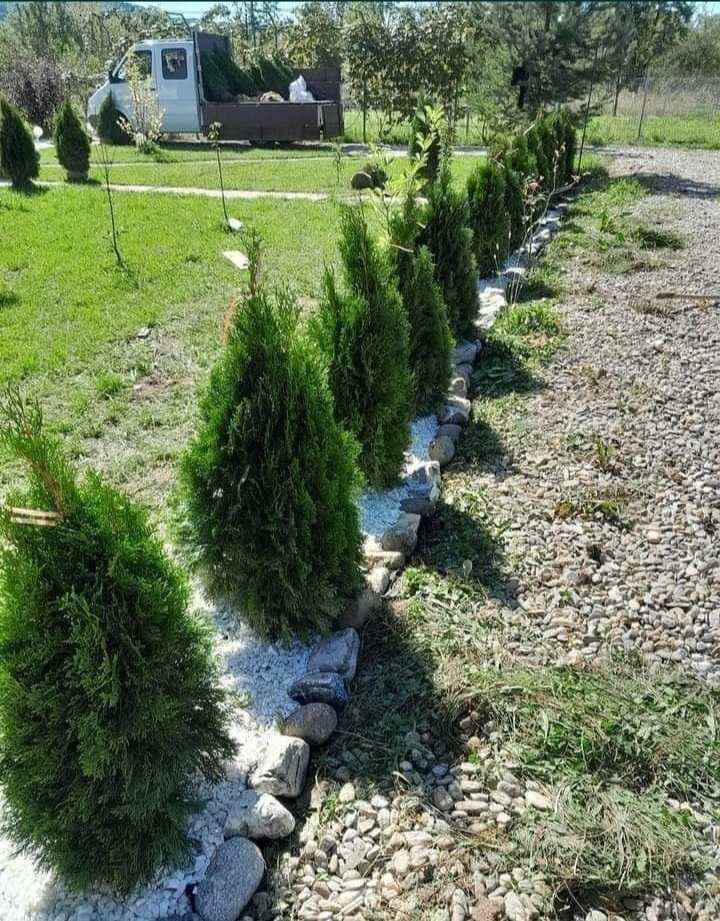 Plante ornamentale pentru un decor natural și durabil!