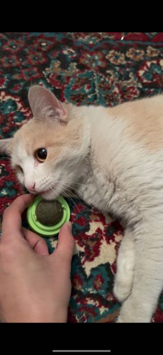 Отдам в добрые руки