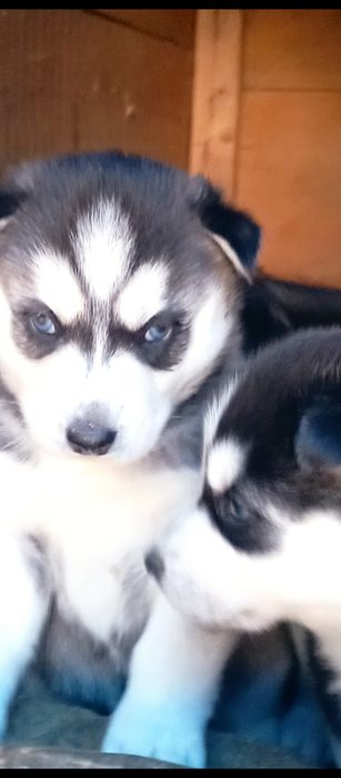 Huscki ochii albastri