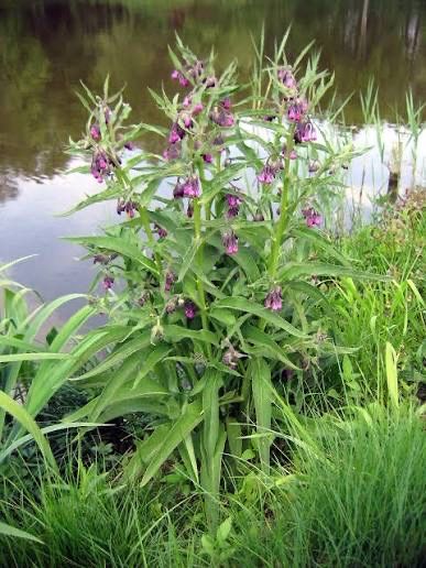Vand plante medicinale: radacina de brusture, tataneasa, untul pamantu
