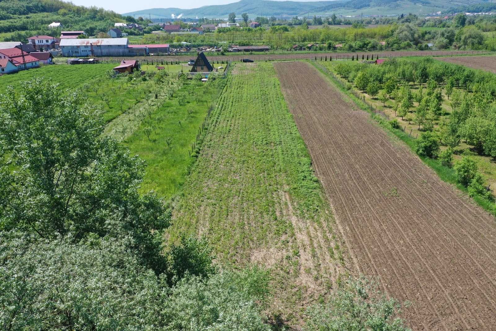 Teren extravilan Manastirea ideal pentru investitie, cabane sau casa