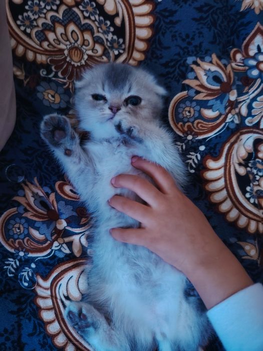 Скотиш фолд девочка голубая шиншила