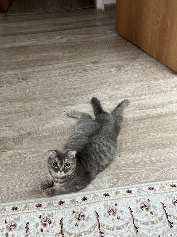 Отдам кошку скоттиш фолд