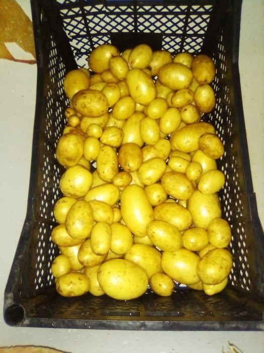 Картофель дачный урожай 2025