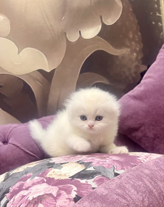 Шотланский Скоттиш Фолд!