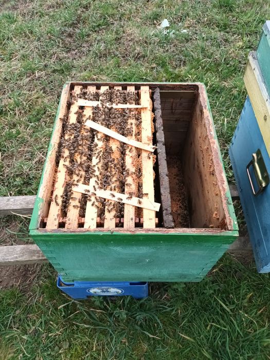 Roi,miere,stupi,polen,rame cu miere pline