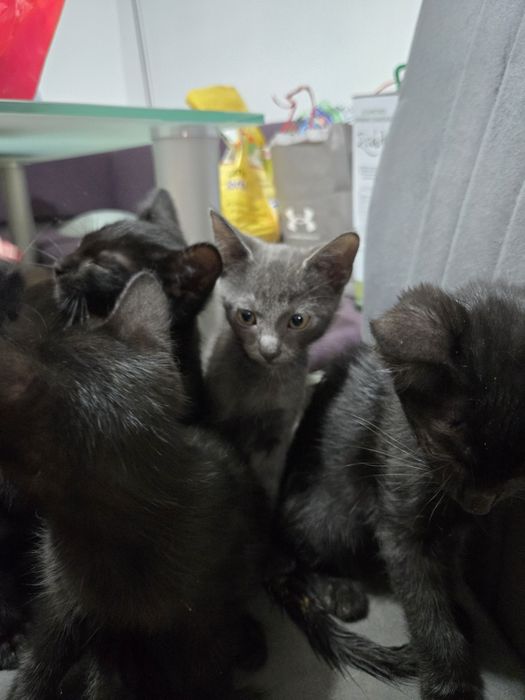 Dau Spre Adopție Gratuit Pui de pisică 10 săptămâni