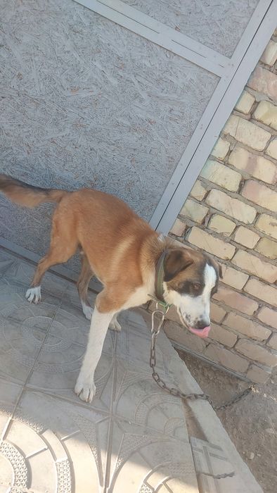 Отдам щенка в добрые руки