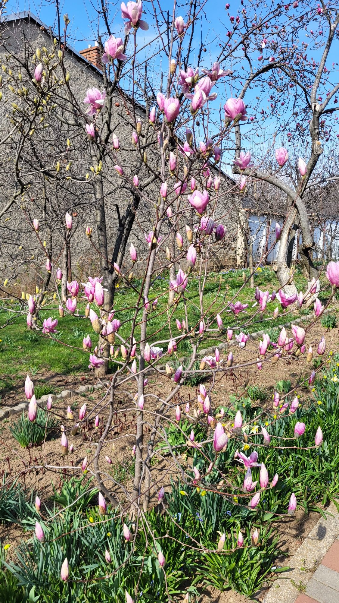 Vând pui magnolie Soulangeana și Satisfaction