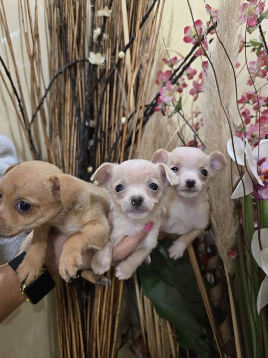 Мини чиху пинчери