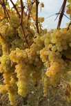 Vând struguri de vin producție 2025