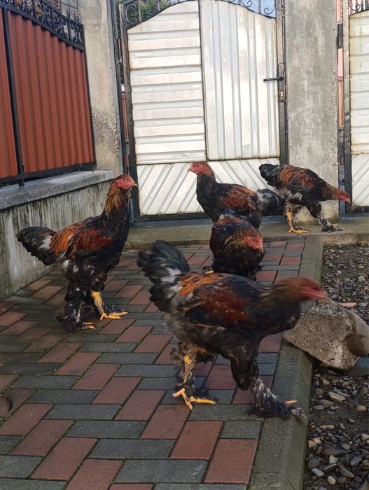 Vand cocosi Brahma portelan / cocosi Italieni