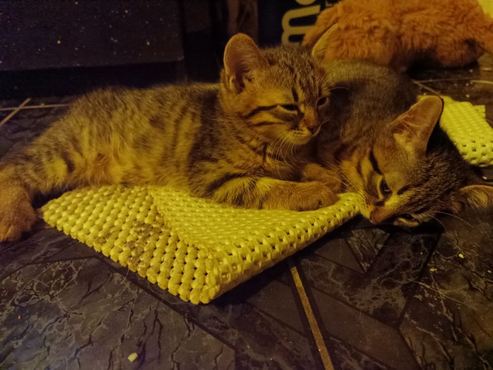 Подарявам котенца