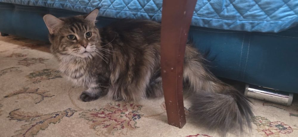 Отдам кошку мейн кун