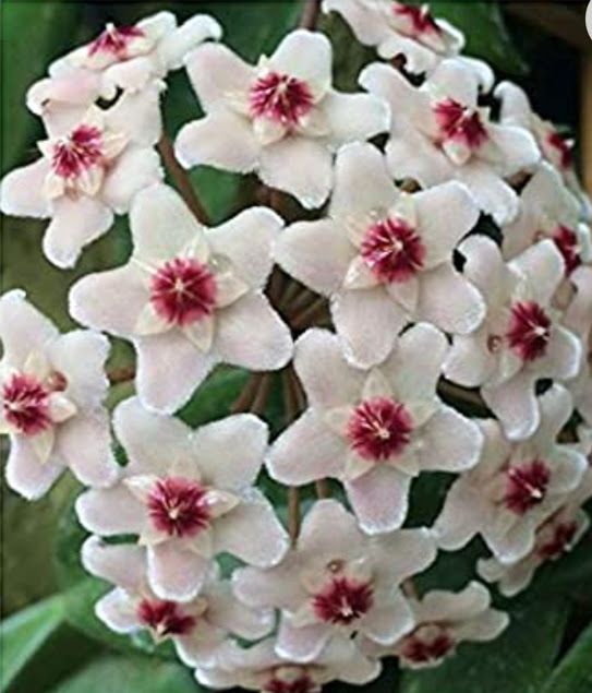 Hoya Carnosa (floare de ceara)