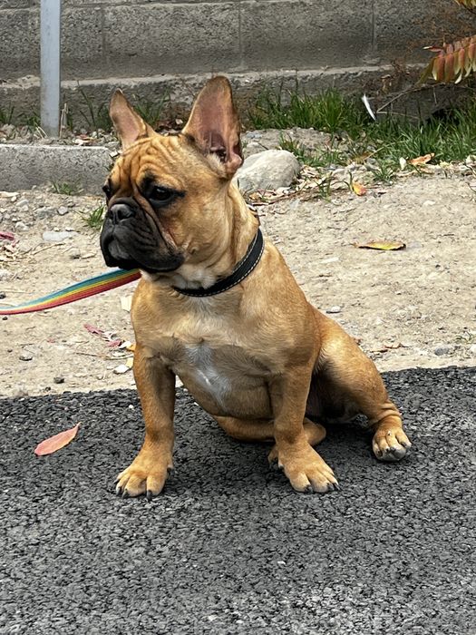 Предлагается к продаже  супер девочка французского бульдога