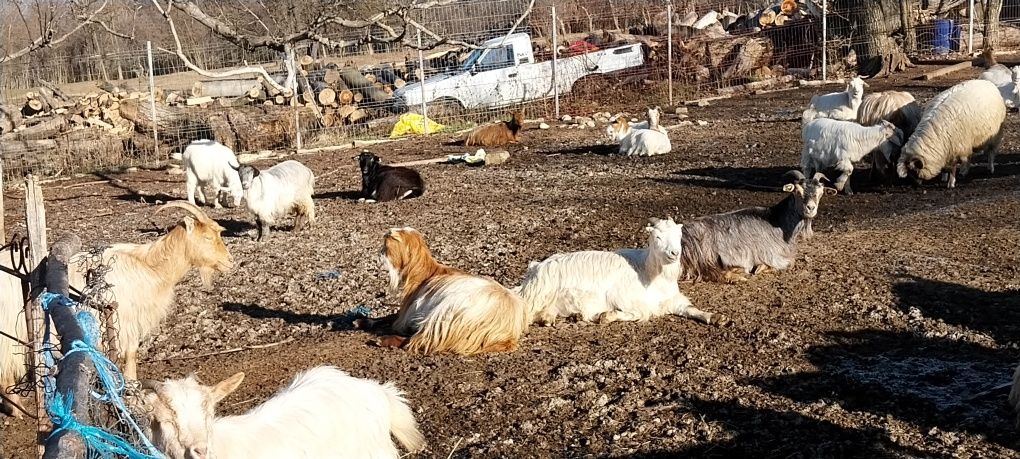 Vand sau schimb capre pe vaci si vitei