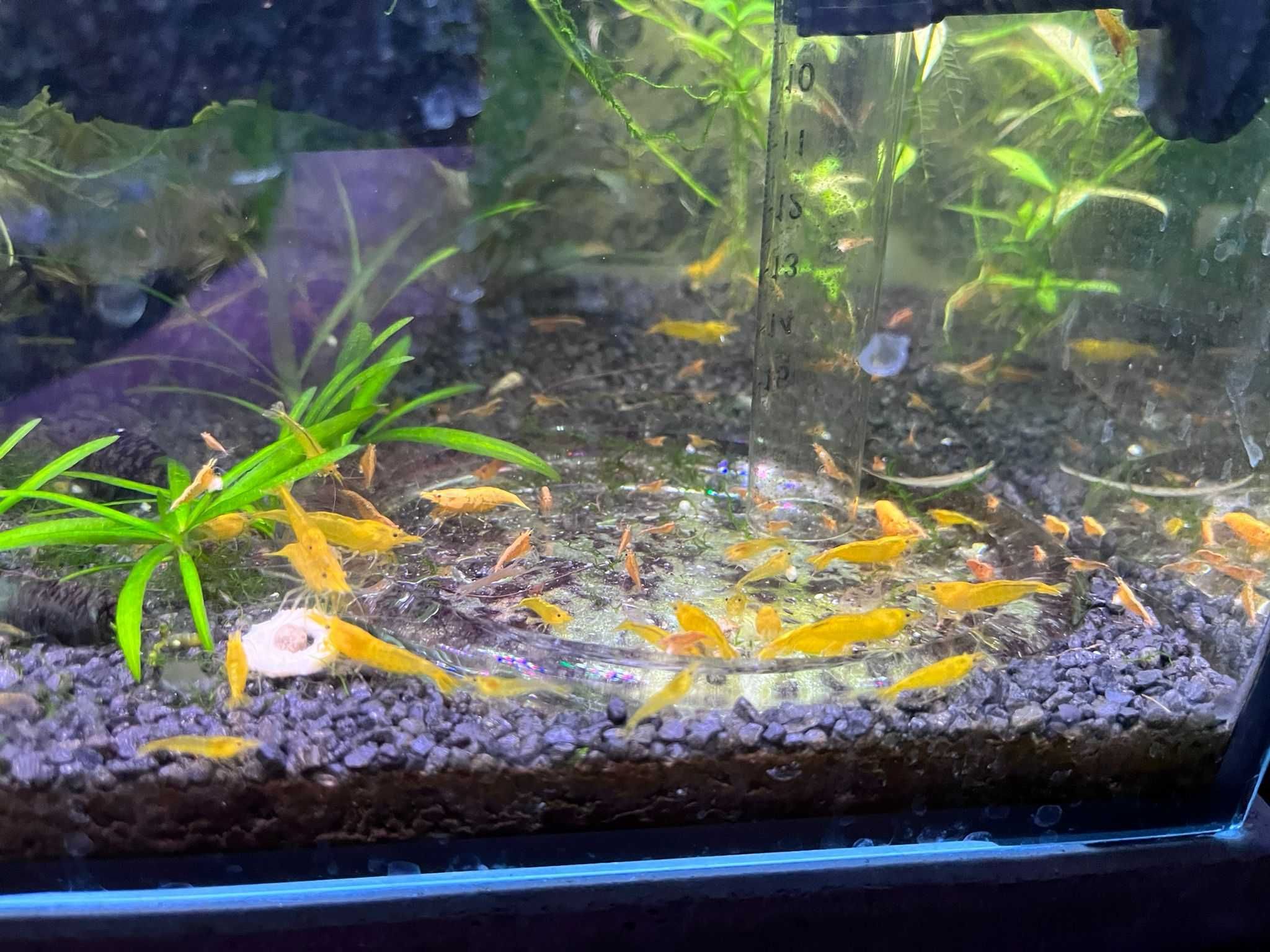 20+8 Neocaridina Yellow neon / Red Sakura grade/ Blue Shrimp creveti