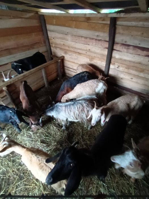Vând  sau schimb 12 capre și 2 țapi anglodanubian