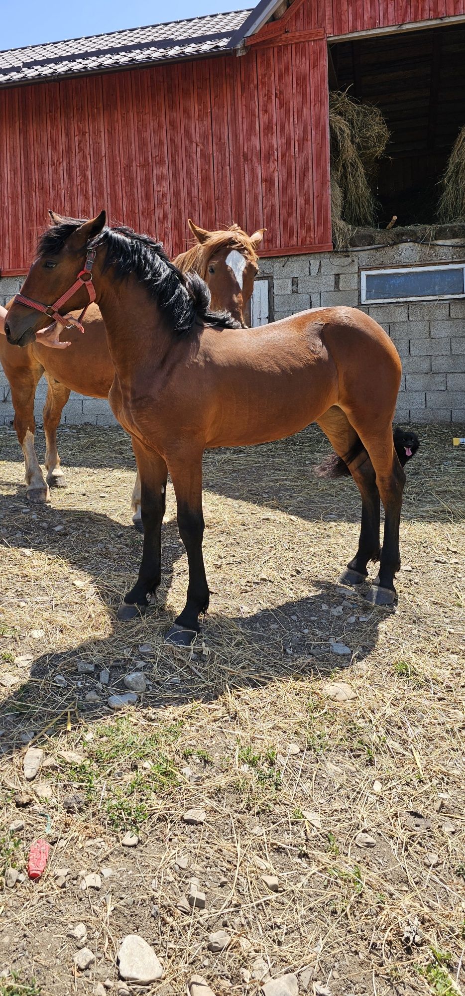 Vând mânză in vârstă de 10 luni