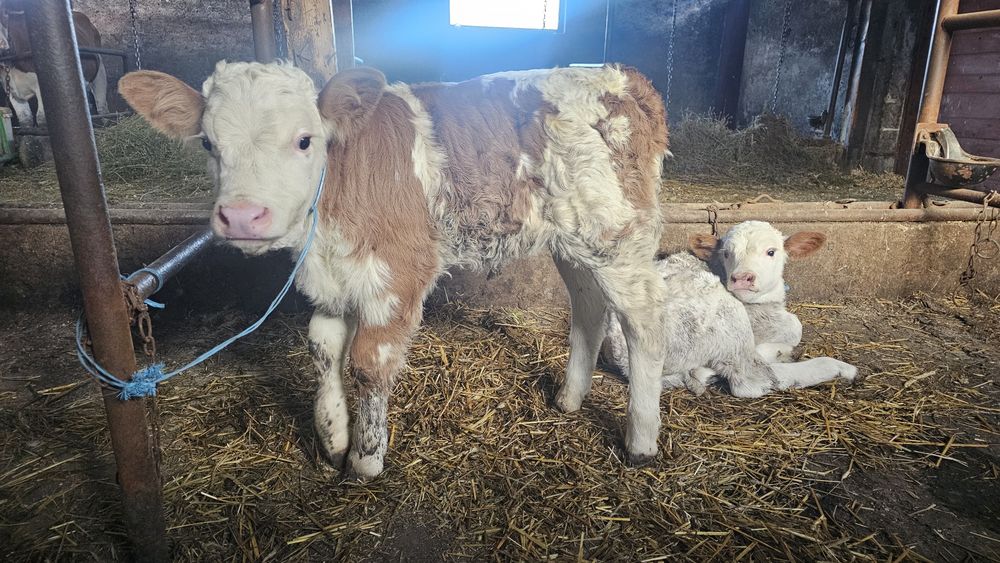 Vitei Vitel vitea  Tauras -Baltata Românească de lapte