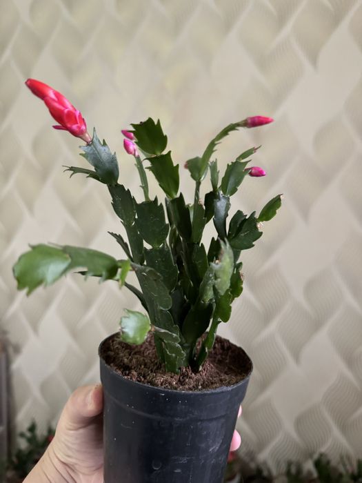 Шлюмбергера (декабрист)