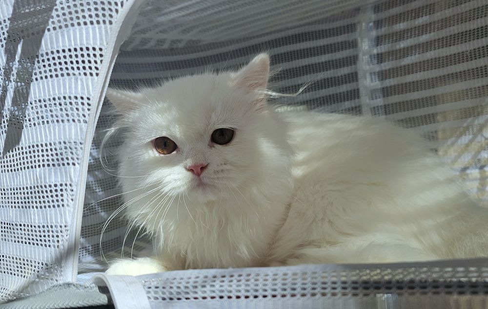 Британско бяло котенце