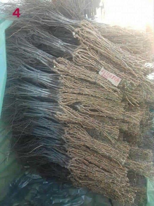 Vând Butași viță de vie Altoita și Hibrida anul 2 și 3