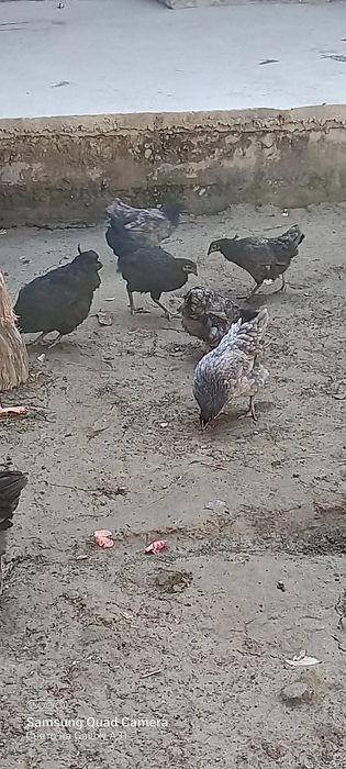 Хурозчалар сотилади⁸