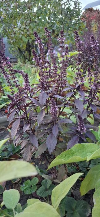 Базилика свежая с огорода