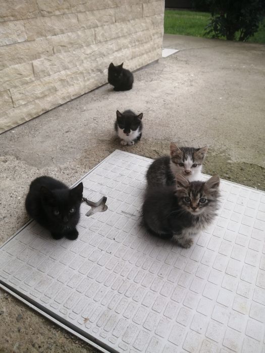 Donez pui de pisică