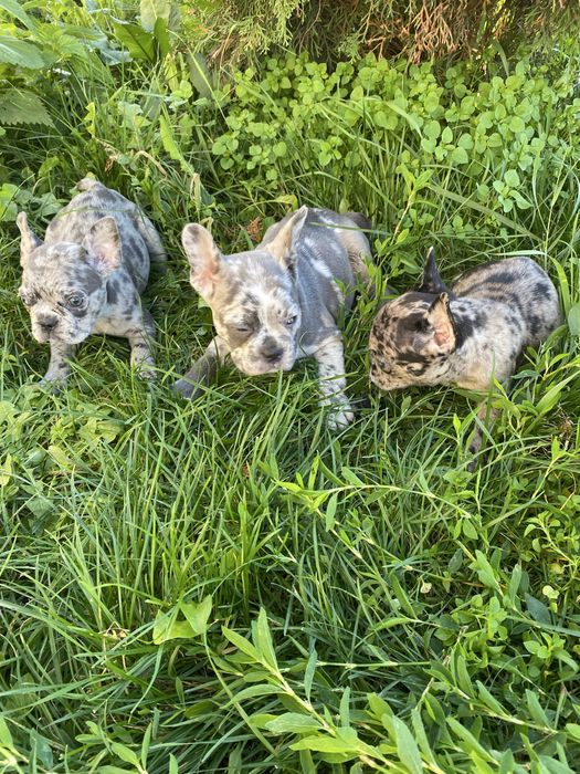 Френски булдог/ френски булдочета