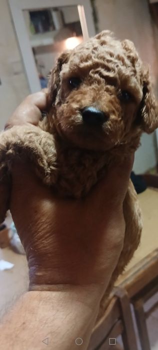 Мини пудел бебета търсят гриживни стопани