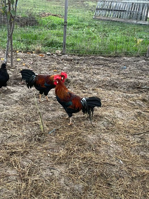 Vând cocoși italienii