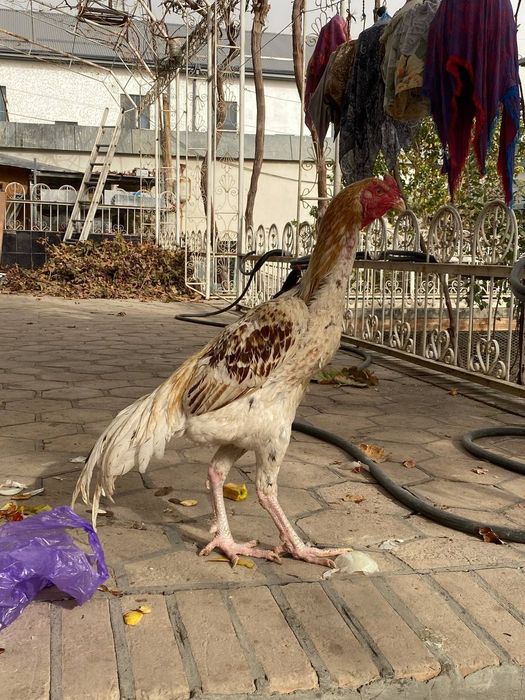 Дакар хуруз сотилади