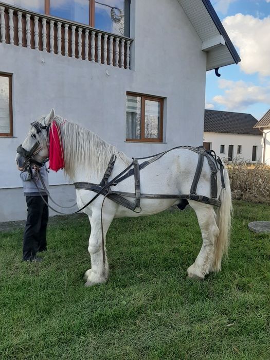 Cai de vanzare volovăţ