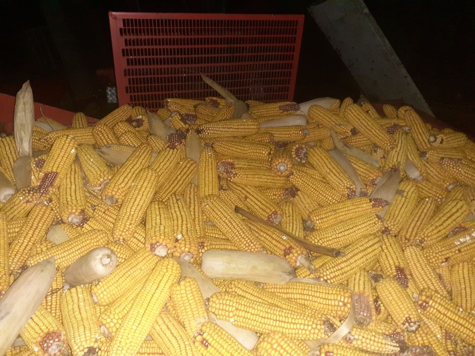 Porumb Știuleți Pioner