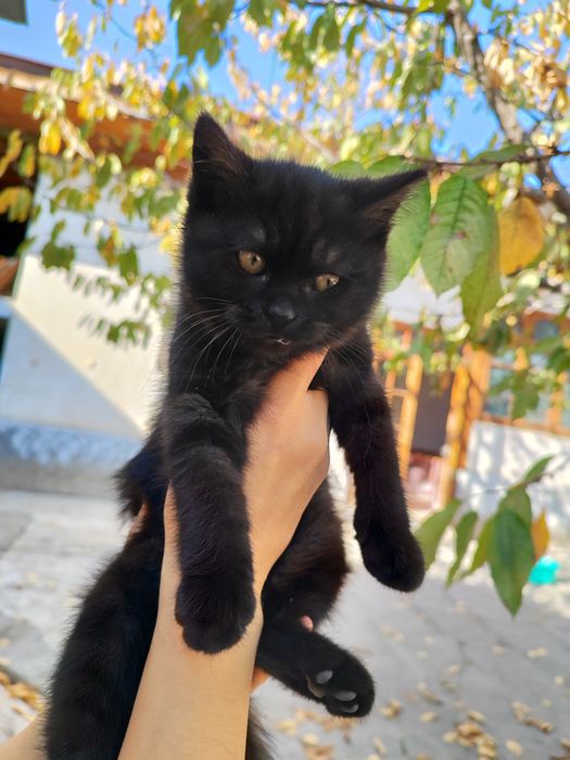 Tekin mushuk tahminan 2 oy atrofida