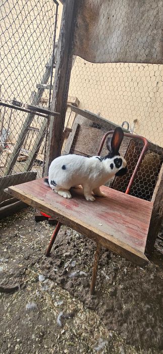 Mascul fluture german