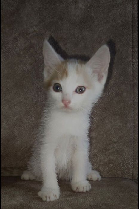 Котята разноцветные