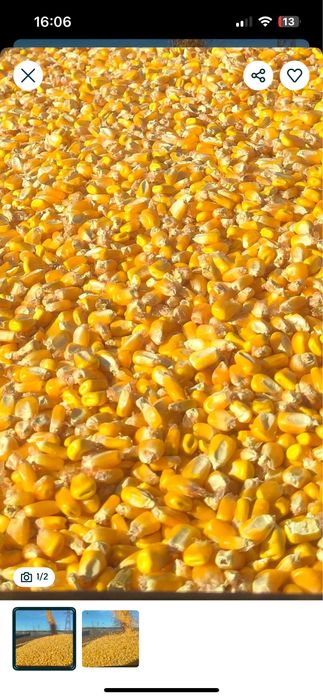 Porumb boabe 2025 umiditate 16 %