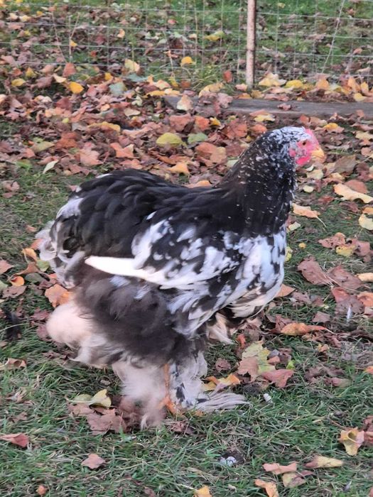 Gaini Cochinchina si Brahma disponibile