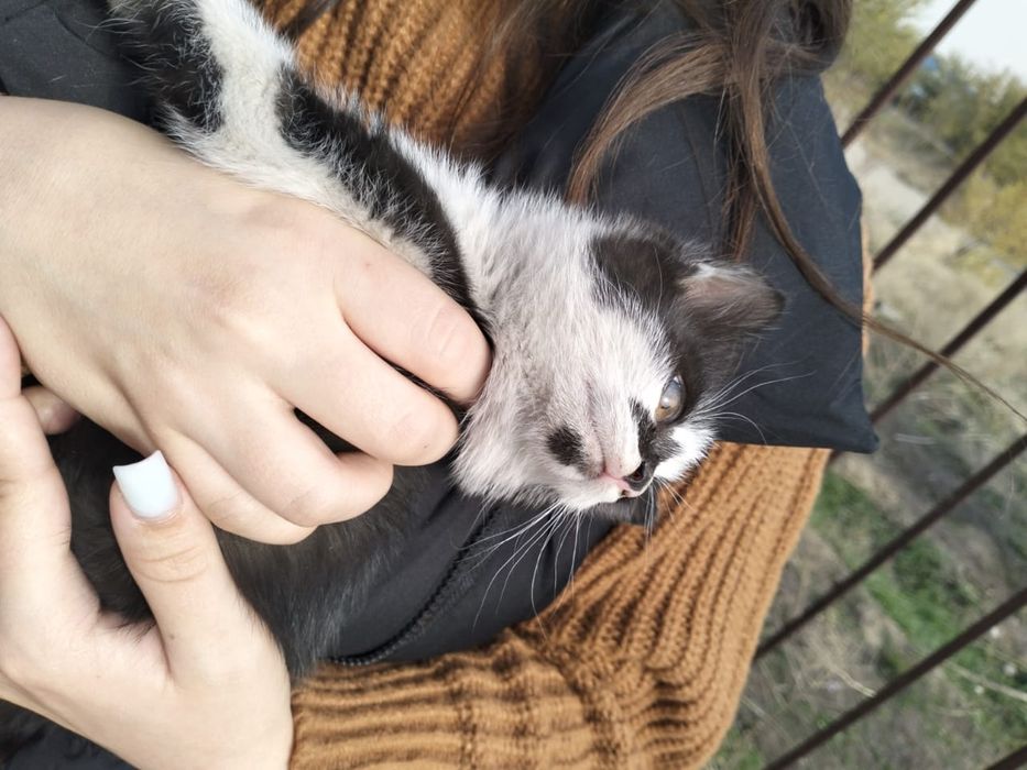 Отдам кошку бесплатно