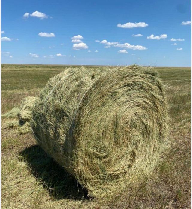Продаю сено в рулонах