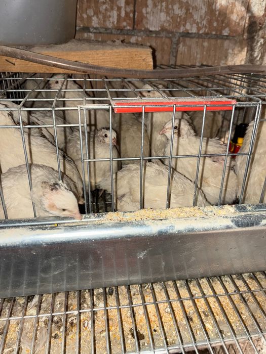 Prepelițe de vânzare sau schimb cu altceva