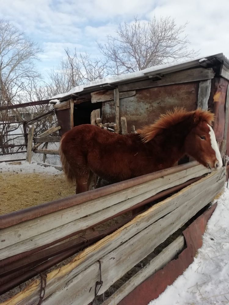 Продам лошадей в с. Заградовка