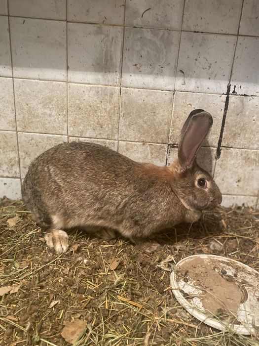 Кролики домашиние