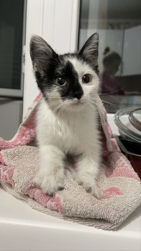 Котенок девочка 2-3 месяца