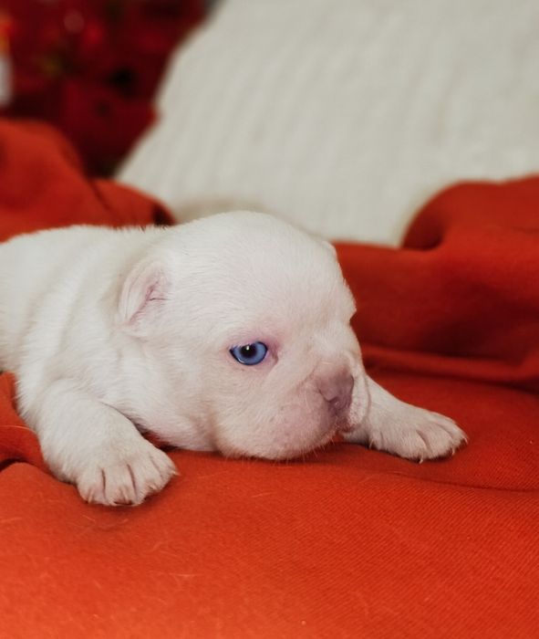 Bulldog francez Platinum Pink