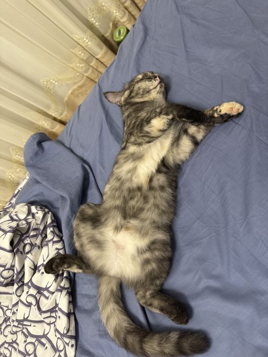 Продам кошку. Дома малыш из за этого не могу держать кошку дома……………..